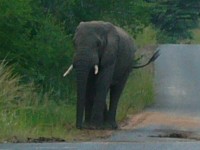 Highlight for album: Big Five South African Safari