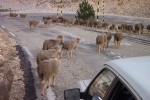 On the way back we had kind of a restroom emergency, so of course we had to wait a couple of minutes for the sheep to cross the road. :)