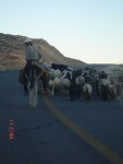 a common sight in rural Jordan