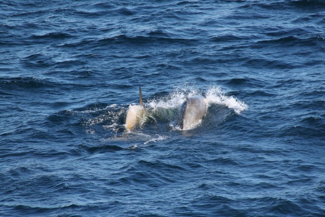 Later in the day our ship was surrounded by dozens of orca (killer whales) who were lazily swimming in the direction of a humpback..