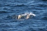 Later in the day our ship was surrounded by dozens of orca (killer whales) who were lazily swimming in the direction of a humpback..