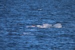 The humpback seemed distressed - I would be too!