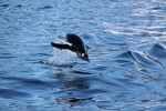 Although penguins are adorably awkward on land, that awkwardness disappears once they hit water.