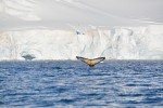 We were lucky enough to see quite a few orcas and humpbacks.