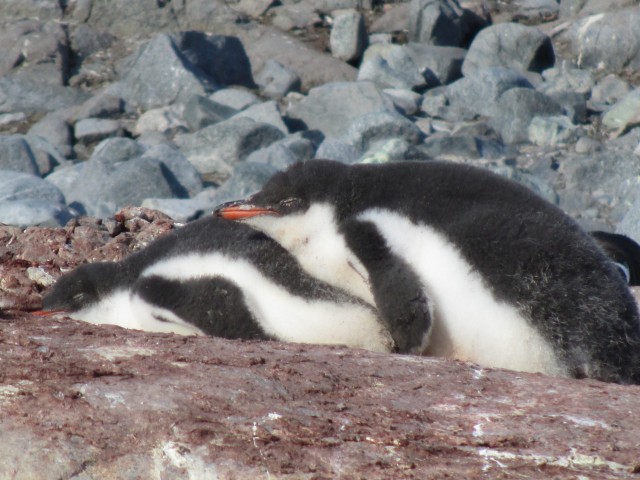 Cuddling penguin cuteness!!

Photo Credit: Celena Votel