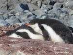 Cuddling penguin cuteness!!

Photo Credit: Celena Votel