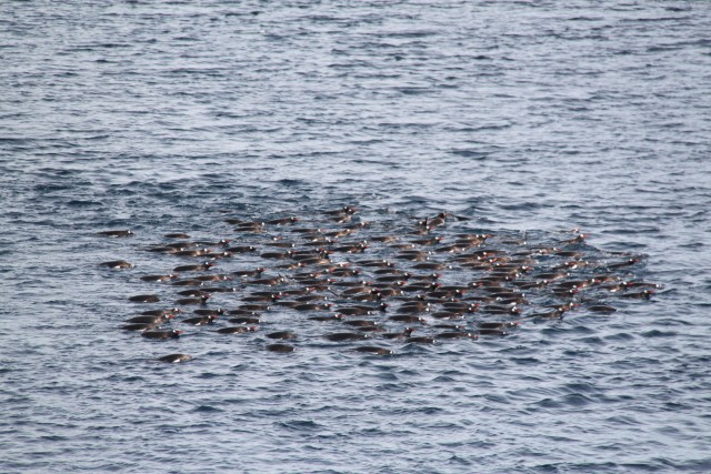 ..even the penguins came out to take in the view..