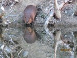 Beavers are not native to Ushuaia and have thrived since their introduction in the 1940s.