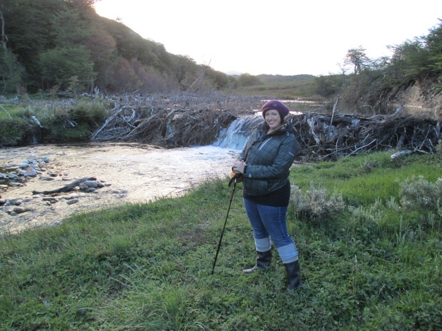 Without any human or natural predators the beavers have drastically changed the environment of southern Patagonia.