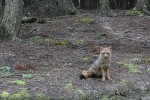 We were lucky enough to get a visit by this Andean fox. After our trip when we tipped our tour guide he looked at us confused and then said "For the fox??"