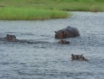We saw a lot of hippos, which always make me nervous.  These seemed content to just chill out.