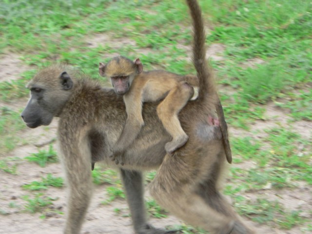A mother baboon carries her child.