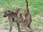 A mother baboon carries her child.