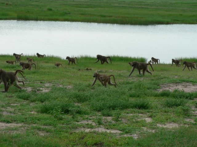 Here we have a pack of baboons.  There is an old male that leads them, watching out for predators.