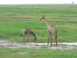 Its so awkward/cute how the giraffes have to spread their legs wide in order to get their head down to water level.  :-)
