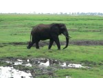We saw many elephants on this trip.