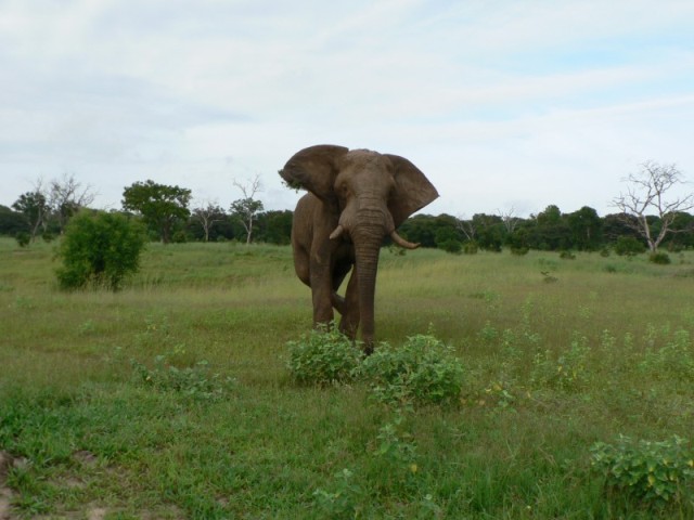 Our guide thought it was funny so he slowed down and backed up to taunt the big fella.  I wonder just how horrified we looked..  :-)