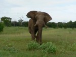 Our guide thought it was funny so he slowed down and backed up to taunt the big fella.  I wonder just how horrified we looked..  :-)