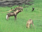 We were very lucky to get to see a pack of wild dogs.