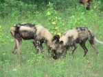 They were eating a freshly killed Impala.