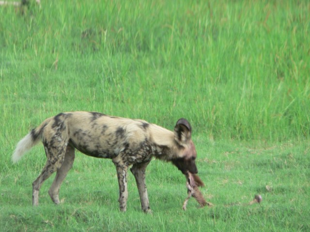 Our guide was telling us that the pack would chase the impala and bite off pieces of it as it was still running, until it collapsed.  Then they would begin their feast while the animal was still alive.