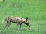 Our guide was telling us that the pack would chase the impala and bite off pieces of it as it was still running, until it collapsed.  Then they would begin their feast while the animal was still alive.