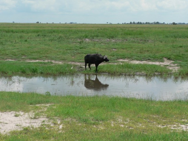 A lone water buffalo drinks at the watering hole.