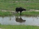 A lone water buffalo drinks at the watering hole.