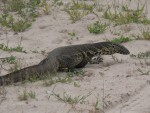 A water monitor lizard.