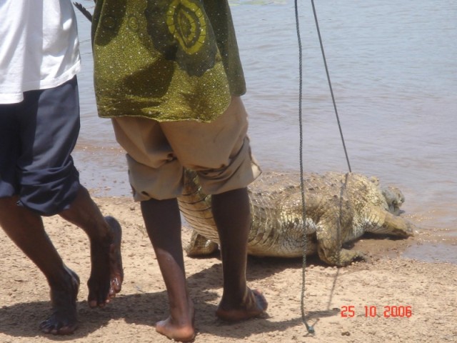 Here for a pittance you can purchase a chicken that they will feed to their crocs.