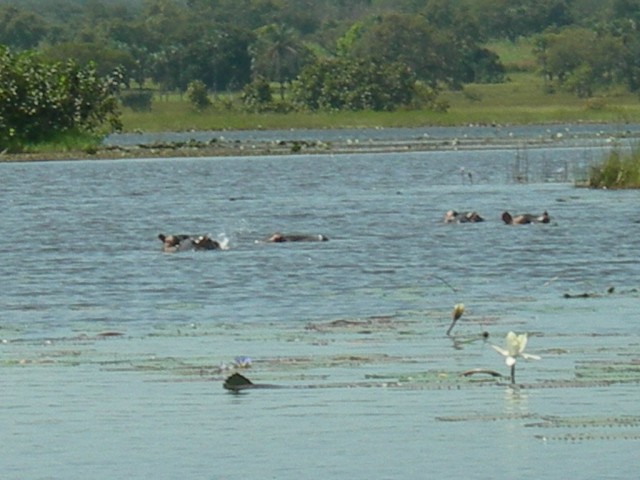 Hippos kill more people every year than any other wild animal in Africa.  They are territorial and known to charge.  We were in a leaky wooden canoe with one unarmed guide.