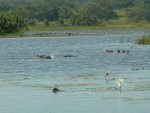 Hippos kill more people every year than any other wild animal in Africa.  They are territorial and known to charge.  We were in a leaky wooden canoe with one unarmed guide.