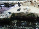We visited the African Penguins in the Cape Town Aquarium.  Notice that they seem a bit disheveled.