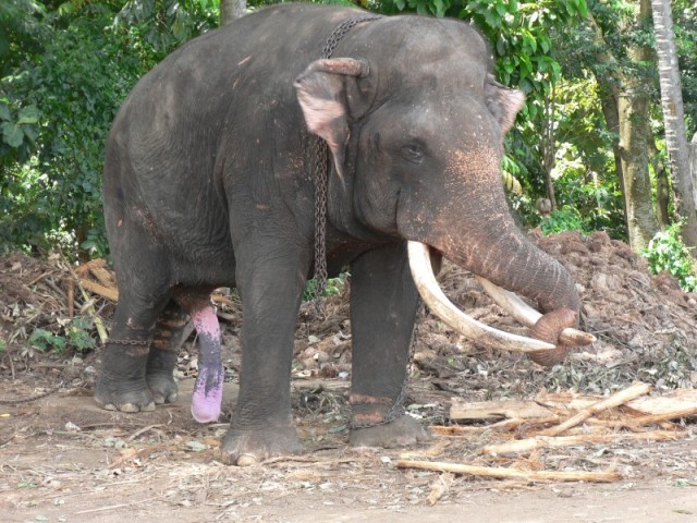 I just think that elephants are so cute and...  Hey!!  Easy buddy...