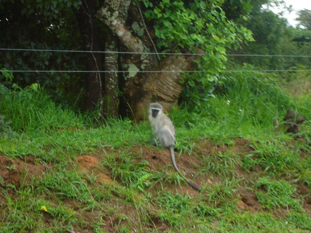 As we entered the wetlands reserve we saw monkeys!!