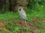 As we entered the wetlands reserve we saw monkeys!!