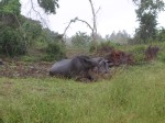 sleeping Rhinos, dreaming of stomping out forest fires