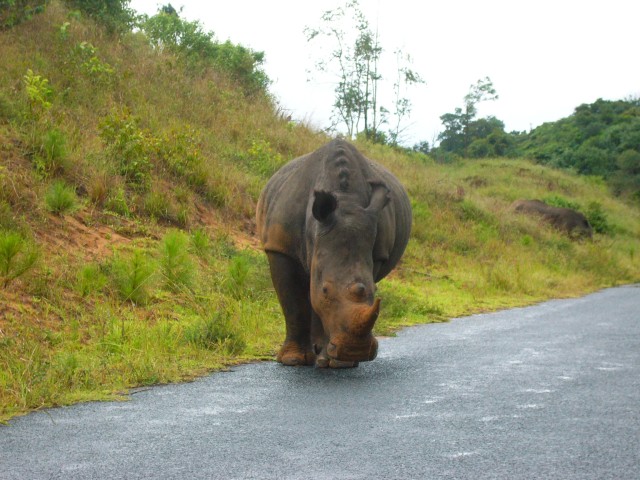 On our way back, we round a bend to see the two formerly sleeping Rhinos now very much awake and walking towards us.
