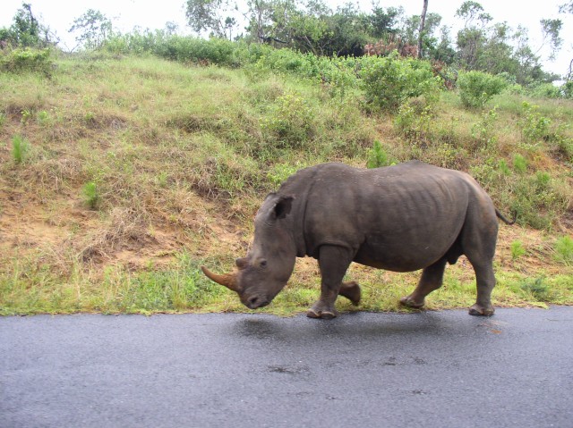 We stop the car and let him amble by, idly watching us out of the corner of his eye.