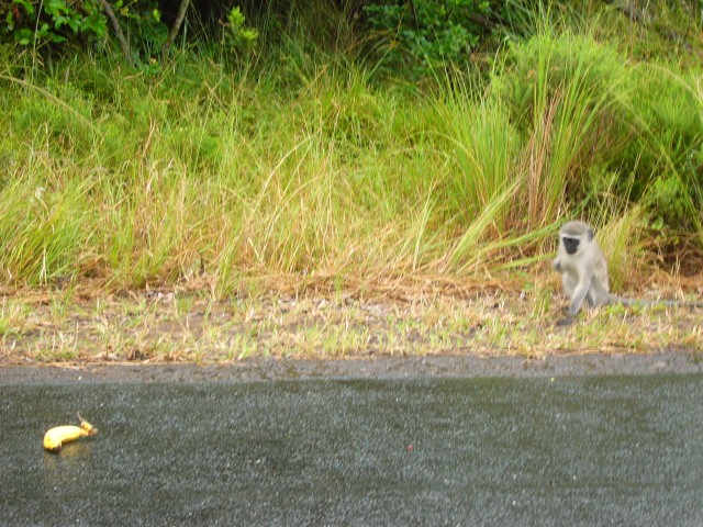 Heeeeere Monkey Monkey Monkey!!