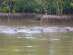 A whole family of Hippos
