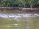 A whole family of Hippos