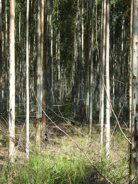 forests grown for lumber