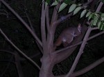 There was a nighly feeding of Bushbabies at the hostel.