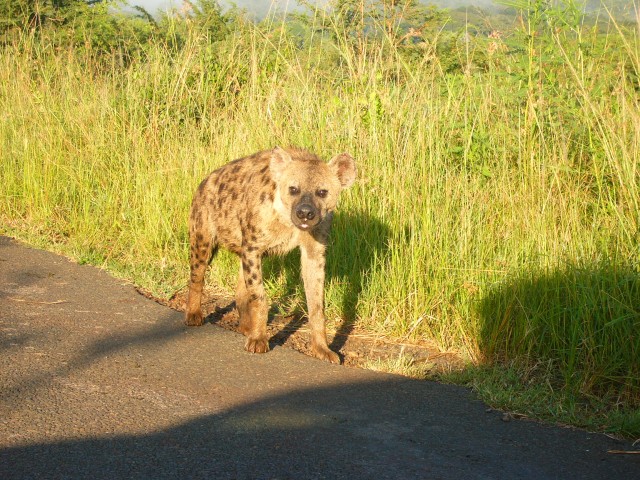 Just as we entered the park, we saw a pack of African Wild Dogs walking down the street towards us