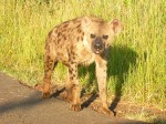 Just as we entered the park, we saw a pack of African Wild Dogs walking down the street towards us