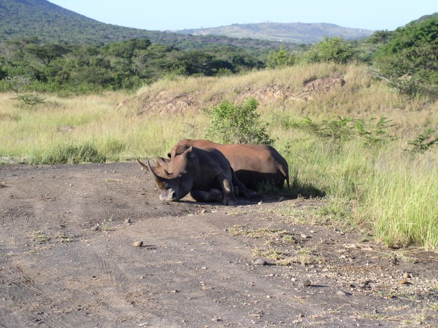 sleeping Rhinos