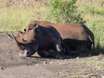 sleeping Rhinos