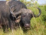 One of the Big 5: Water Buffalo