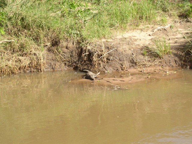 Baby Crocodile